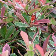 'Cassini' is an upright to spreading, evergreen shrub with red new shoots and leathery, lance-shaped to elliptic, red leaves with pink margins when young, turning green with pink margins and finally maturing to green with white margins. Small white flowers bloom in mid- to late spring. Photinia x fraseri 'Cassini' added by Shoot)
