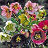 Helleborus x hybridus Ashwood Garden hybrids