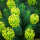  Euphorbia characias subsp. wulfenii (Mediterranean spurge)  (02/10/2017) Euphorbia characias subsp. wulfenii added by Shoot)