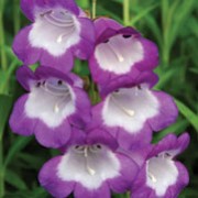 'Pensham Czar' is a bushy, semi-evergreen perennial with linear to lance-shaped, mid-green leaves and upright racemes of small, tubular, white flowers with wide purple margins from midsummer to mid-autumn.
 Penstemon 'Pensham Czar' added by Shoot)