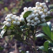 'Kew White' is an erect to rounded, evergreen shrub with oval to lance-shaped, glossy, dark green leaves and dense panicles of fragrant, white flowers in spring, followed by large clusters of round, glossy, white fruit. Skimmia japonica 'Kew White' added by Shoot)