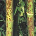 Phyllostachys nigra 'Boryana' 