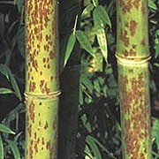 'Boryana' is a clump-forming, evergreen bamboo with lance-shaped, dark green leaves and slender, green to yellow-green canes with purple-brown marks. Phyllostachys nigra 'Boryana'  added by Shoot)