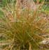 Carex testacea 'Old Gold'
