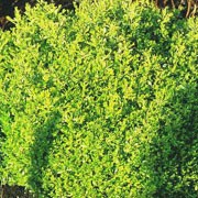 'Herrenhausen' is an evergreen, slow growing, dense shrub that is more wide than high. It has tiny, green leaves and in late spring it has inconspicuous, yellowish, fragrant flowers. Buxus microphylla 'Herrenhausen' added by Shoot)