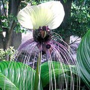 'Nivea' is a tender, erect, rhizomatous perennial with large, glossy, oblong or lance-shaped, dark green leaves, paler underneath, and, in summer, dark purple flowers with two large, white, sometimes green-veined bracts and long, dark purple to white, thread-like appendages. Tacca chantrieri 'Nivea' added by Shoot)