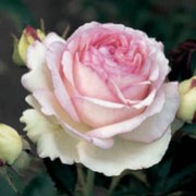 'Meiviolin' is a vigorous, stiffly-branching, climbing rose shrub with large, serrated, dark green leaves and rounded, double, lightly scented, creamy-white to lavender-pink flowers in summer and autumn. Rosa 'Meiviolin' added by Shoot)