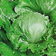 'Great Lakes' is an edible lettuce with round heads of large, crisp, dark green outer leaves and light green inner leaves. Lactuca sativa 'Great Lakes' added by Shoot)