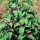 Chenopodium giganteum added by Shoot)