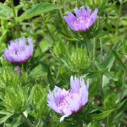 'Blue Star' is an erect, rosette-forming, evergreen perennial bearing lance-shaped to elliptic, mid-green leaves with prominent mid-veins and, from midsummer to autumn, large, fringed light blue to violet flowers on upright stems. Stokesia laevis 'Blue Star'  added by Shoot)