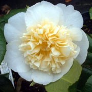 'Bushfield's Yellow' is an upright to rounded, evergreen shrub with oval, glossy, dark green leaves and, in late winter and early spring, cream flowers with double, pale yellow centres. Camellia japonica 'Bushfield's Yellow' added by Shoot)
