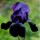'Black Swan' is a clump-forming, rhizomatous perennial with uright, strap-like, mid-green leaves and dark, purple-black flowers with blue-black beards blooming in early summer. Iris 'Black Swan' added by Shoot)