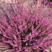 'Marleen' is a compact, evergreen shrub with narrow, dark green leaves and, from early to late autumn, purple-tipped, white buds that do not open. Calluna vulgaris 'Marleen' added by Shoot)