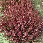 'Marlies' is a compact, broadly-spreading, evergreen shrub with narrow, dark green leaves and, in autumn, red buds that do not open. Calluna vulgaris 'Marlies' added by Shoot)