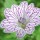 Geranium versicolor (Pencilled geranium) Added by Nicola