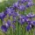 Iris sibirica added by Shoot)