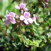 Thymus herba-barona added by Shoot)