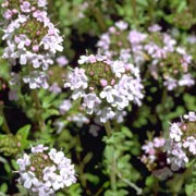 'Fragrantissimus' is a low-growing, bushy branching, evergreen shrub with oval to lance-shaped, orange-scented, grey-green leaves and clusters of small, pale pink to white flowers in summer. Thymus 'Fragrantissimus' added by Shoot)