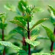 'Tashkent' is a vigorously spreading, perennial herb with dark purple-flushed stems, oval, toothed, wrinkled, slightly-curled, aromatic, mid-green leaves and dense spikes of purple flowers in summer and autumn. Mentha spicata 'Tashkent'  added by Shoot)