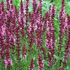 Salvia nemorosa 'Pink Friesland' 