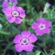 'Siberian Blues' is a compact, bushy, rounded, evergreen perennial with linear, blue-green leaves and fringed, lavender-blue flowers in late spring and summer. Dianthus amurensis 'Siberian Blues' added by Shoot)