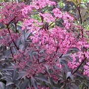 'Thundercloud' is an upright, bushy, deciduous shrub with purple-black, finely-divided, palmate leaves and red buds opening to flattened panicles of fragrant, reddish-pink flowers in early summer followed by round, glossy, dark purple fruit in autumn. Sambucus nigra f. porphyrophylla 'Thundercloud' added by Shoot)