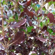 'Pacific Night' is a dense, tender, evergreen shrub with rounded, glossy, purple leaves and insignificant, male flowers in spring. Coprosma repens 'Pacific Night' added by Shoot)