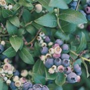 'Blue Jay' is a vigorous, upright, deciduous shrub with elliptic, mid-green leaves turning orange or red in autumn, clusters of waxy, bell-shaped, white flowers in spring and heavy yields of medium to large, blue berries in summer. Vaccinium corymbosum 'Blue Jay' added by Shoot)