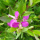 Polygala x dalmaisiana (Sweet pea shrub) Added by Nicola