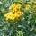Tagetes lucida added by Shoot)