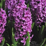  (24/11/2017) Hyacinthus orientalis 'Purple Sensation' added by Shoot)