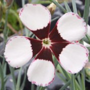 'Elizabethan Pink' is a perennial with clove scented, single white flowers with a maroon eye and lacing. Dianthus 'Elizabethan Pink' added by Shoot)