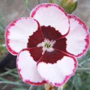 'Linfield Kathy Booker' is a perennial with clove scented, single white flowers with a maroon eye and pink lacing. Ideal as cut flowers having tall strong stems. Dianthus 'Linfield Kathy Booker' added by Shoot)