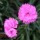 'Dinetta' is a small cushion-forming perennial with linear, grey-green evergreen leaves and double pink flowers in late spring through autumn. Dianthus 'Dinetta' added by Shoot)