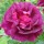 'Chianti' is a shrub rose. It is a tall, hardy shrub with large gallica-type flowers which are deep red aging to purplish-maroon. The flowers have a strong old rose fragrance. Rosa 'Chianti' added by Shoot)