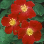 'Dr. Jackson' is an English rose. It is a tall, hardy shrub rose forming large sprays of medium-sized, single crimson red flowers. Rosa 'Dr. Jackson' added by Shoot)