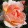 'English Elegance' is an English rose. It is a tall shrub with slightly arching branches which bear fragrant, double, salmon-pink flowers. Rosa 'English Elegance' added by Shoot)