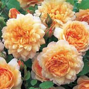 'Grace' is an upright, deciduous, thorny shrub with serrated, dark green leaves and double, fragrant, apricot flowers in summer and autumn. Rosa 'Grace' added by Shoot)