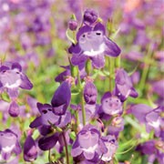 'Minibird Lilac' is a compact, branching, dwarf, semi-evergreen perennial with linear, mid-green leaves and small, tubular to bell-shaped, lilac flowers with white throats blooming in summer. Penstemon 'Minibird Lilac' added by Shoot)