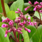 'Wintermärchen' is a clump-forming, evergreen perennial bearing obovate, slightly twisted, mid- to bright green leaves, red-purple underneath and clusters of rose-red flowers on red stems in early and mid-spring. Leaves are red-flushed, dark green in winter. Bergenia 'Wintermärchen' added by Shoot)