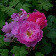 'John Clare' is an English rose. It is a hardy, medium shrub rose forming medium-sized, lightly fragrant, deep rose-pink flowers. Free, repeat flowering into Autumn. Rosa 'John Clare' added by Shoot)