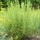 Artemisia abrotanum added by Shoot)