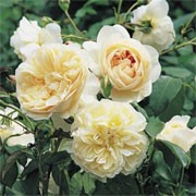 'Lichfield Angel' is an English rose. It is a hardy, medium, rounded shrub forming lightly fragrant, creamy-apricot flowers, turning creamy white with age. Rosa 'Lichfield Angel' added by Shoot)