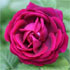 Rosa 'Rosa du Roi a Fleurs Pourpres'