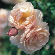 'Lucetta' is an English rose. It is a hardy, grown as a tall shrub or short climber, forming large, lightly fragrant, pale-pink flowers. Rosa 'Lucetta' added by Shoot)