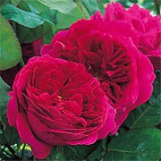 'Othello' is an English rose. It is a hardy medium shrub or short climber forming thorny stems and highly fragrant, fully-double, dusky crimson-red flowers. Rosa 'Othello' added by Shoot)