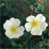 Rosa spinosissima 'Dunwich Rose' 