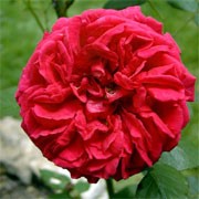 'Wenlock' is an English rose. It is a hardy, tall shrub, which can be grown into a climber. It forms fragrant, double red flowers. Good repeat flowering. Rosa 'Wenlock' added by Shoot)
