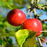 'Striped Beauty' is an apple tree with white flowers in spring, followed by flavourful, sweet, red fruit with russet streaks from late autumn. Malus domestica 'Striped Beauty' added by Shoot)