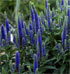 Veronica austriaca subsp. teucrium 'Royal Blue' 